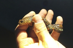 Triturus karelinii