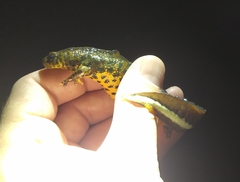 Triturus karelinii