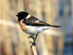Saxicola maurus