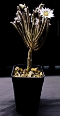 Echinocereus leucanthus