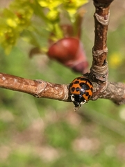 Harmonia axyridis