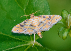Ommatospila narcaeusalis