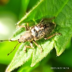 Phyllobius pyri