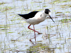 Himantopus himantopus