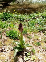 Orchis purpurea