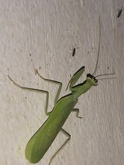 Photiomantis
