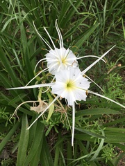 Hymenocallis occidentalis