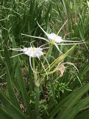Hymenocallis occidentalis