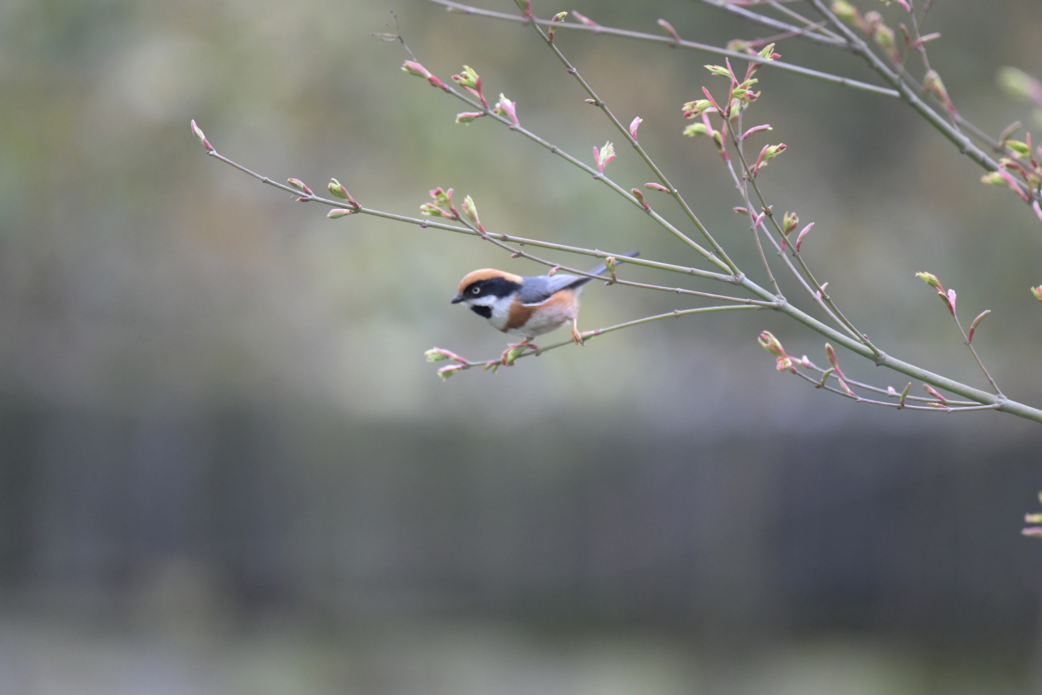 Black-throated Bushtit