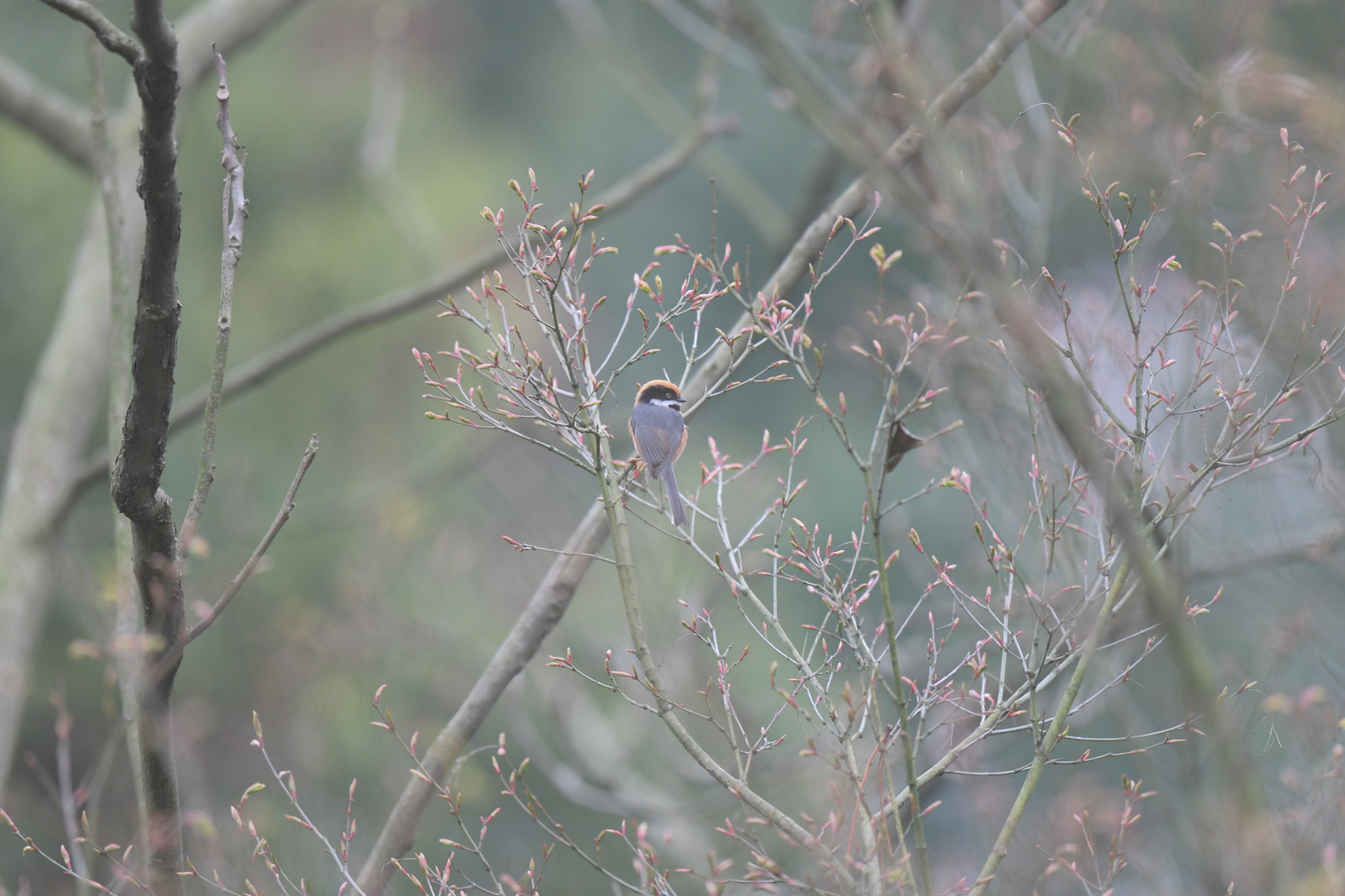 Black-throated Bushtit