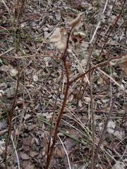 Rubus idaeus strigosus