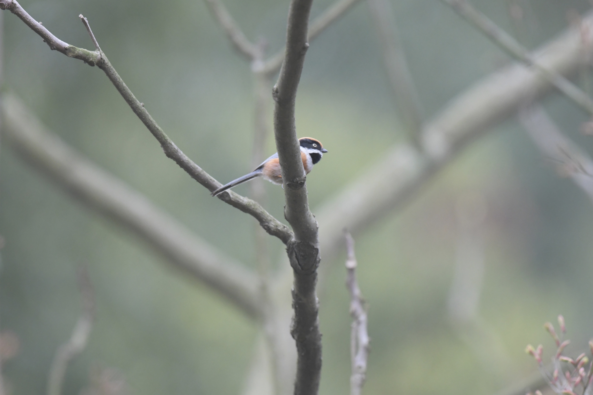 Black-throated Bushtit