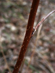 Rubus idaeus strigosus