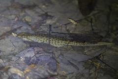 Triturus karelinii