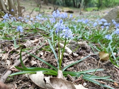 Hyacinthoides italica