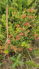 Vaccinium myrsinites image