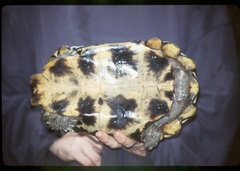 Kinixys erosa