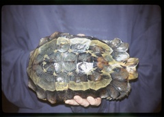 Kinixys erosa