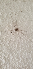 Dasylobus graniferus