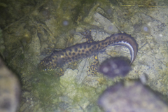 Triturus karelinii