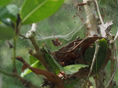 Cyrtophora exanthematica