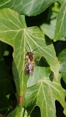 Andrena haemorrhoa