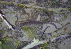 Triturus karelinii