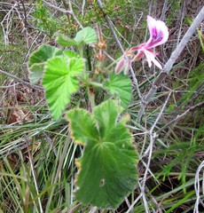 Pelargonium cordifolium