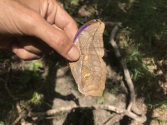Eryphanis lycomedon