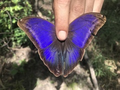 Eryphanis lycomedon