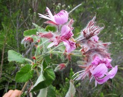 Pelargonium cordifolium