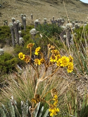 Espeletia boyacensis