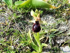 Ophrys melitensis