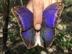 Eryphanis lycomedon
