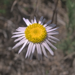 Felicia muricata muricata