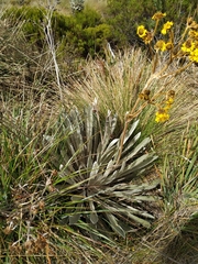 Espeletia boyacensis