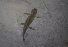Triturus karelinii