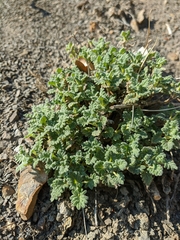 Scutellaria orientalis orientalis