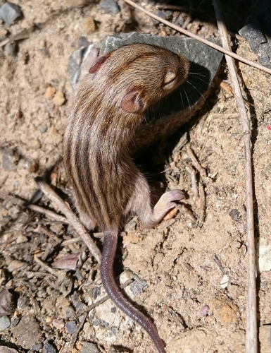 Xeric Four-striped Grass Rat