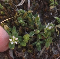 Cerastium semidecandrum