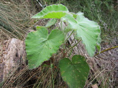 Pelargonium cordifolium