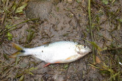 Roeboides bouchellei