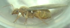 Prenolepis nitens