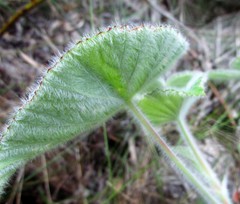 Pelargonium cordifolium