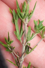 Pachypodium