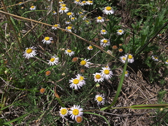 Felicia muricata muricata