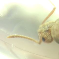 Prenolepis nitens