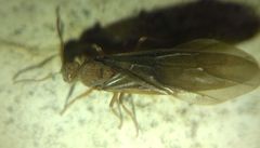 Prenolepis nitens