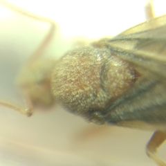Prenolepis nitens