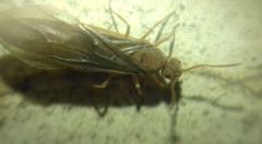 Prenolepis nitens